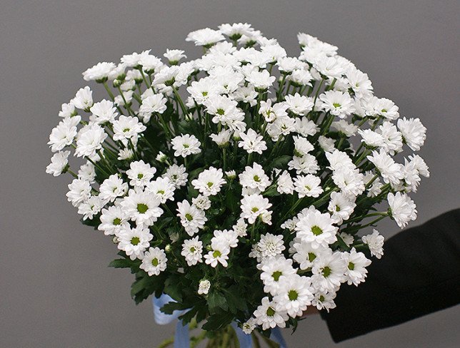 Bouquet of 15 branches of white chrysanthemums photo