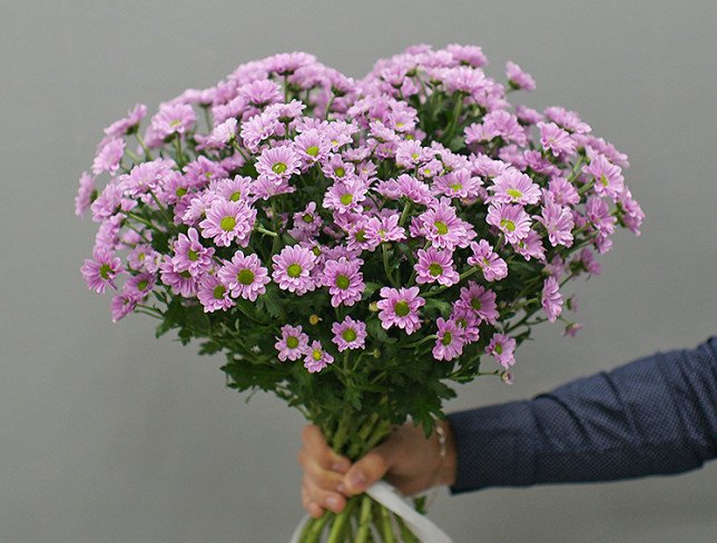 Bouquet of 15 branches of pink chrysanthemums photo