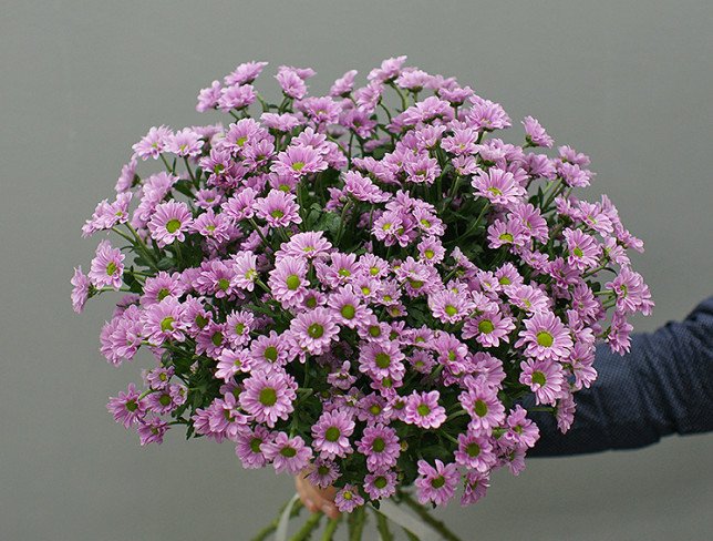 Bouquet of 15 branches of pink chrysanthemums photo