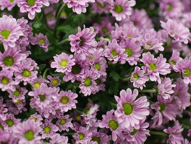 Bouquet of 15 branches of pink chrysanthemums photo