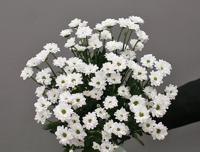 Bouquet of 9 branches of white chrysanthemums photo