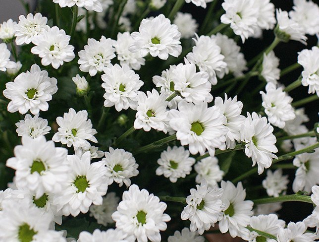 Bouquet of 9 branches of white chrysanthemums photo