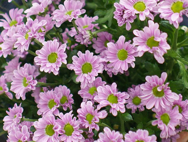 Bouquet of 9 branches of pink chrysanthemums photo