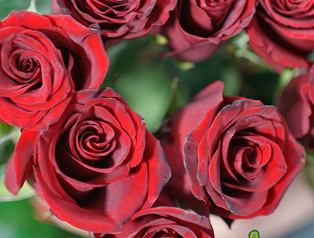 Red Premium Dutch Rose 90-100 cm (pre-order, 10 days) photo