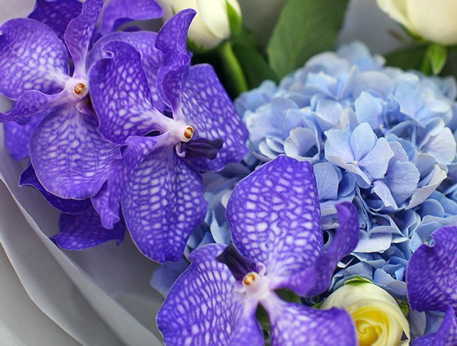 Bouquet with blue hydrangea and vanda orchid photo