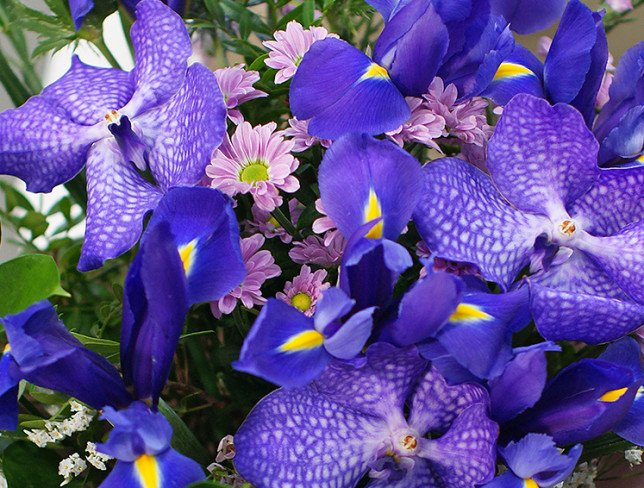 Bouquet of purple irises and chrysanthemums photo