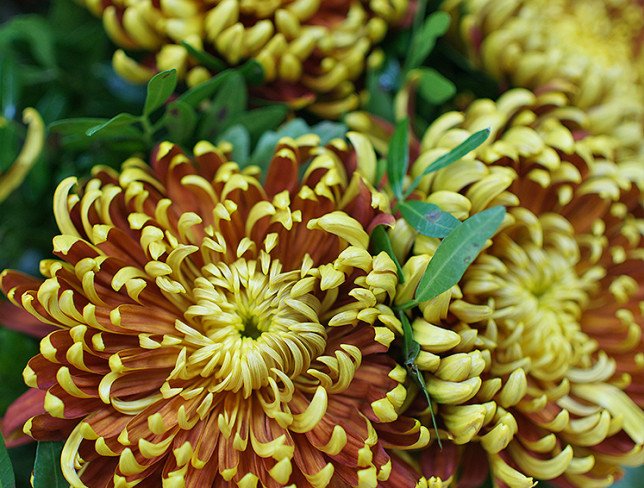 Bouquet of chrysanthemums "Warmth of autumn" photo