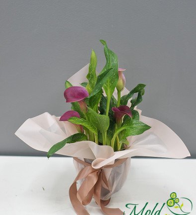 Violet Calla Lily in a pot photo 394x433