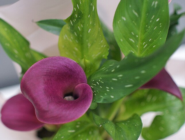 Calla violetă în ghiveci foto