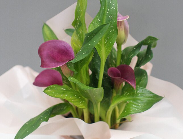 Calla violetă în ghiveci foto