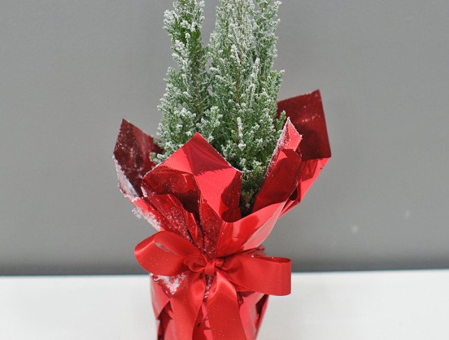 Snow-covered Christmas tree in a pot photo