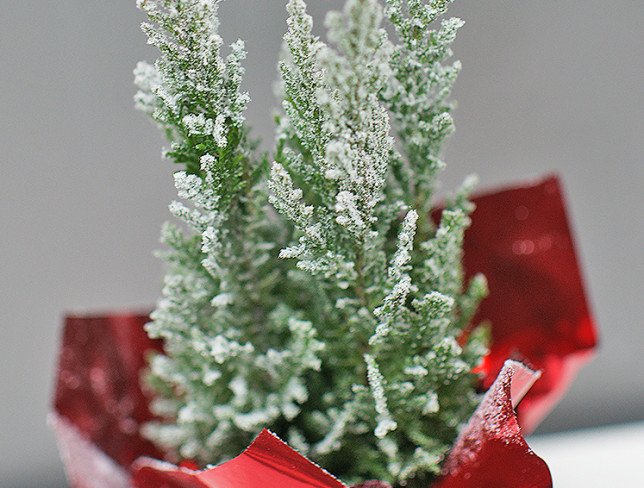 Snow-covered Christmas tree in a pot photo