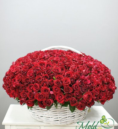 Basket with 501 red roses (pre-order, 3 days) photo 394x433