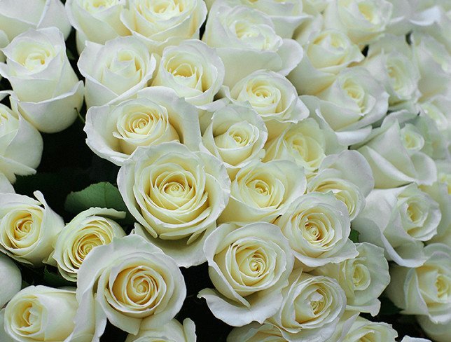 201 white Dutch roses 50-60 cm photo