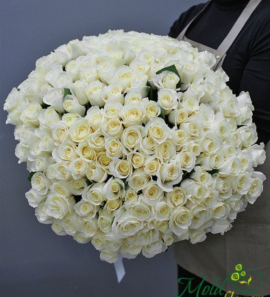 201 white Dutch roses 50-60 cm photo 394x433