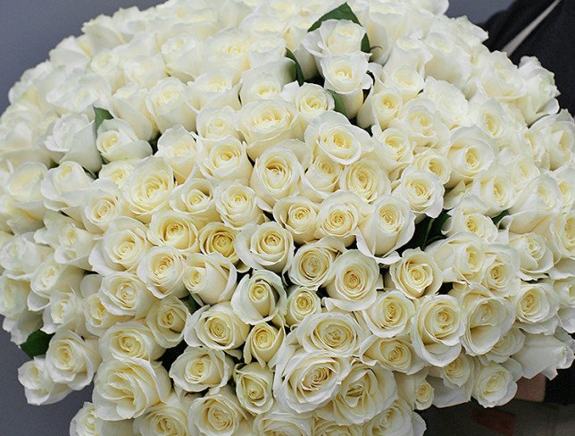 201 white Dutch roses 50-60 cm photo