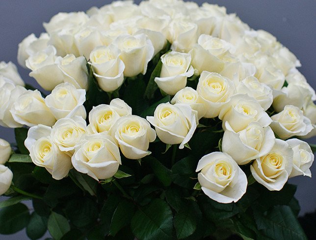 75 white Dutch roses 50-60 cm photo