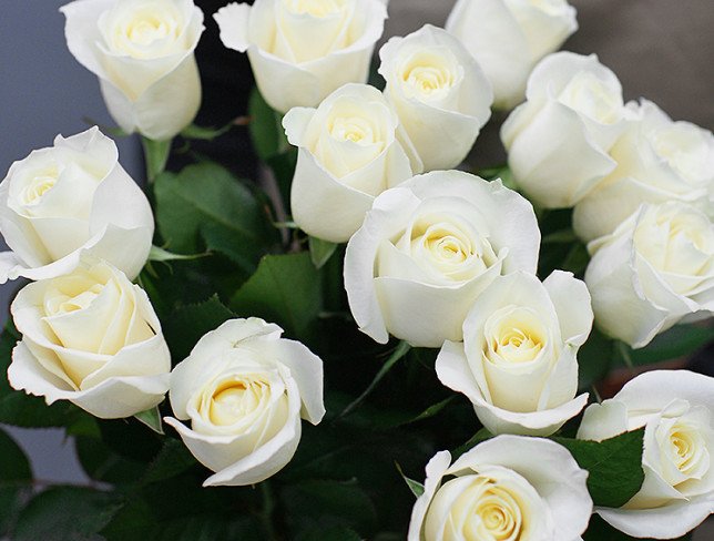 15 white Dutch roses 50-60 cm photo