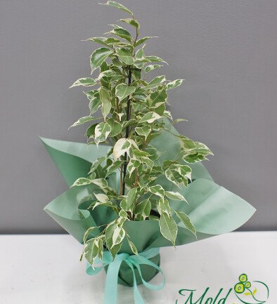 Ficus benjamina  h=70 cm foto 394x433