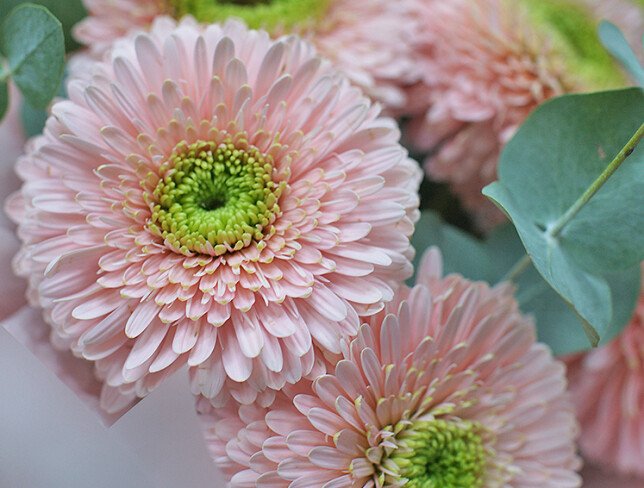 Pink Gerbera Bouquet  "Petals of Light" photo