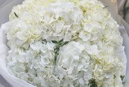 Buchet din 9 hortensii albe — foto 2