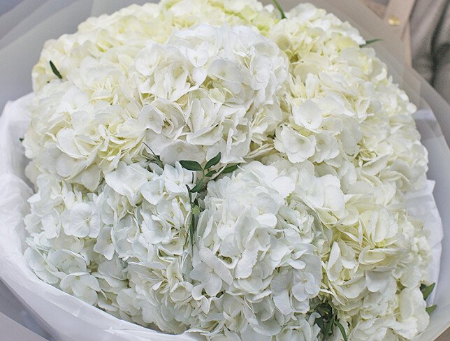 Buchet din 9 hortensii albe foto