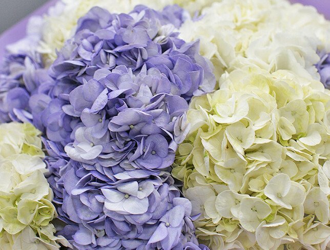 Buchet din hortensii albe și violete foto