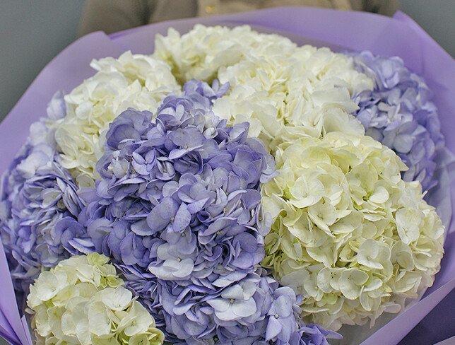 Buchet din hortensii albe și violete foto