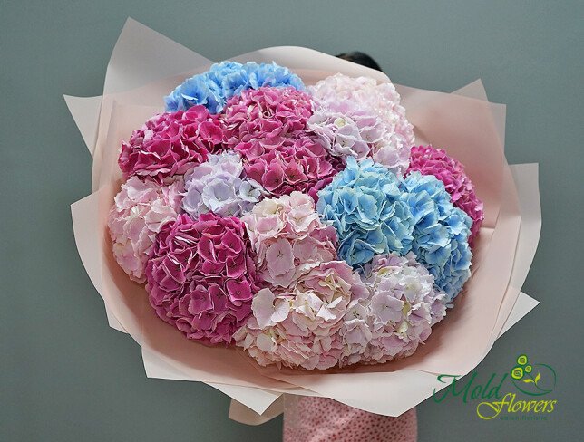 flori la comanda buchet din 15 hortensii colorate livrare Chișinău