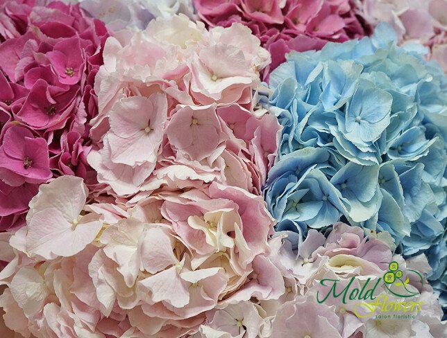 flori la comanda buchet din 15 hortensii colorate livrare Chișinău