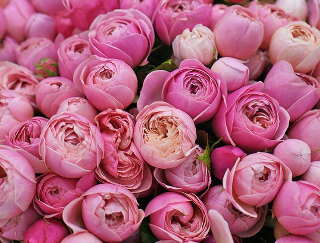 Buchet din  trandafiri Silva Pink "Zefir romantic" foto