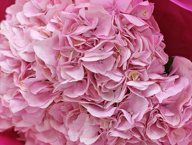 Bouquet with pink hydrangeas "Sweet dream" photo