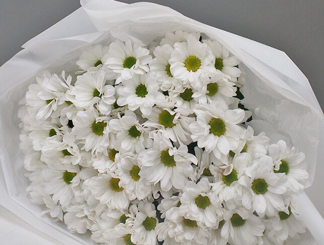 Bouquet of white chrysanthemums "Tenderness" photo