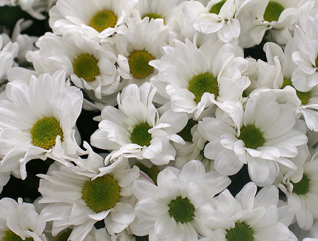 Bouquet of white chrysanthemums "Tenderness" photo