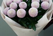 Buchet din 25 crizanteme roz Momoko — foto 1