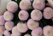 Buchet din 25 crizanteme roz Momoko — foto 2