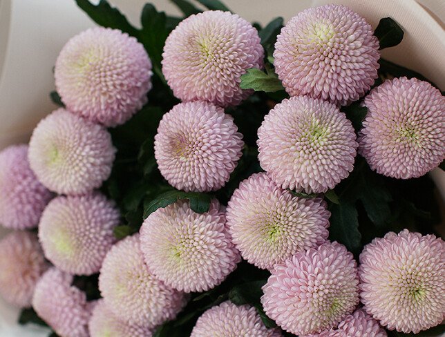 Buchet din 25 crizanteme roz Momoko foto