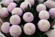Buchet din 25 crizanteme roz Momoko — foto 3