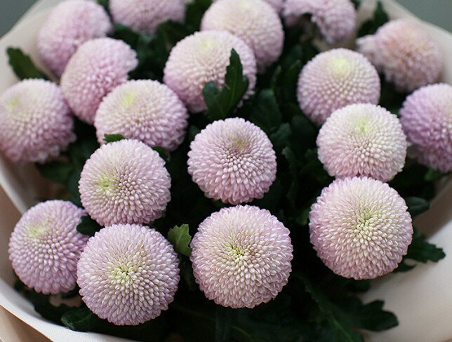Buchet din 25 crizanteme roz Momoko foto