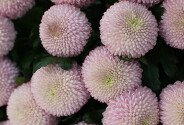 Buchet din 25 crizanteme roz Momoko — foto 4