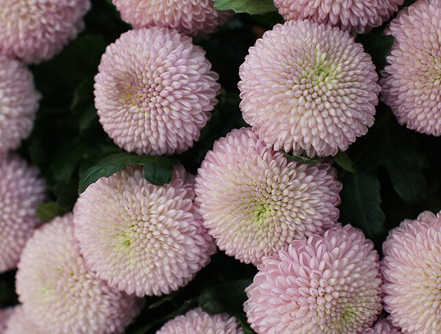 Buchet din 25 crizanteme roz Momoko foto