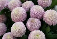 Bouquet of 15  pink chrysanthemums "momoko" type — photo 2