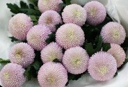 Bouquet of 15  pink chrysanthemums "momoko" type — photo 3