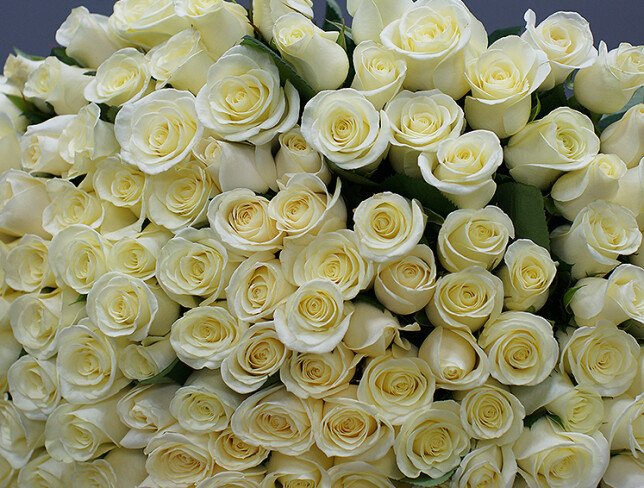 Bouquet of 201 white roses 60 cm photo