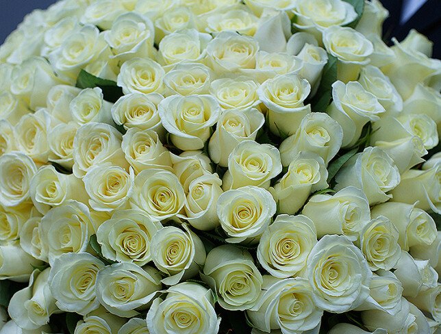 Bouquet of 201 white roses 60 cm photo