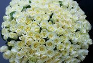 Bouquet of 303 white roses 60 cm (pre-order, 5 days) — photo 2