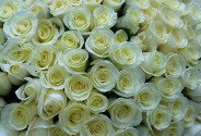 Bouquet of 303 white roses 60 cm (pre-order, 5 days) — photo 3