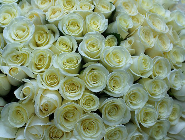 Bouquet of 303 white roses 60 cm (pre-order, 5 days) photo