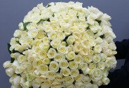 Bouquet of 303 white roses 60 cm (pre-order, 5 days) — photo 1