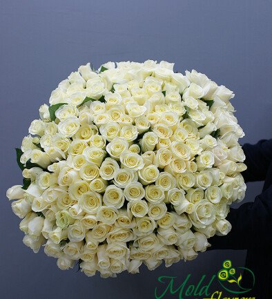Bouquet of 303 white roses 60 cm (pre-order, 5 days) photo 394x433